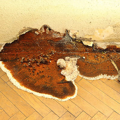 Dry Rot on a Wall & Floor in a Home