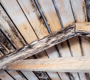 Decaying wooden material and wet rot with dark, fuzzy patches of mold growth caused by humidity. It illustrates the negative impact of moisture on wood.