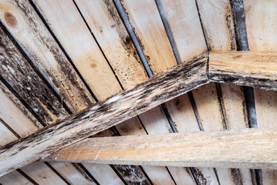 Decaying wooden material and wet rot with dark, fuzzy patches of mold growth caused by humidity. It illustrates the negative impact of moisture on wood.