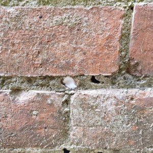 A brick wall showing the sites where a Chemical Damp Proofing course has been injected to prevent rising damp