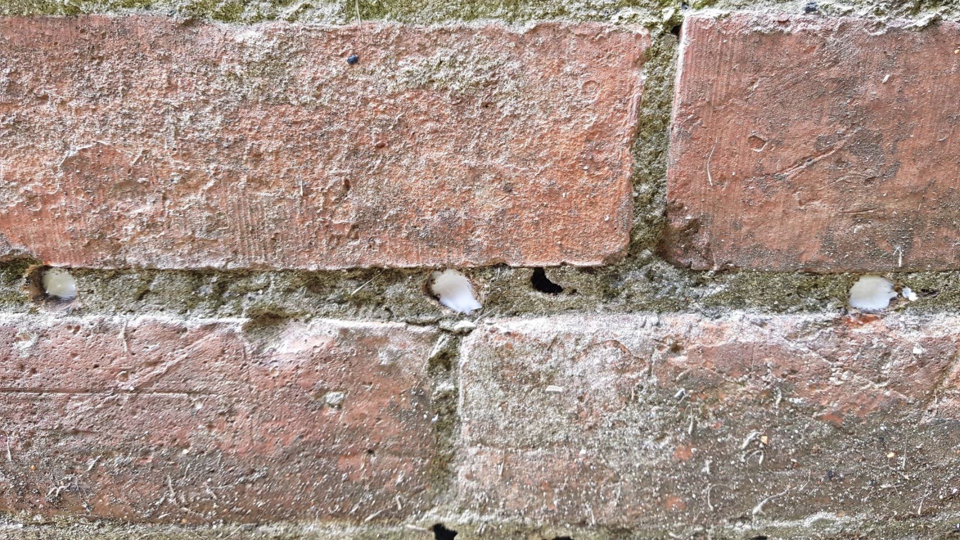 A brick wall showing the sites where a Chemical Damp Proofing course has been injected to prevent rising damp