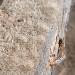A floor joist affected by woodworm, showing tell-tale signs of bore holes and wood dust