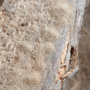 Timber Treatments for Woodworm