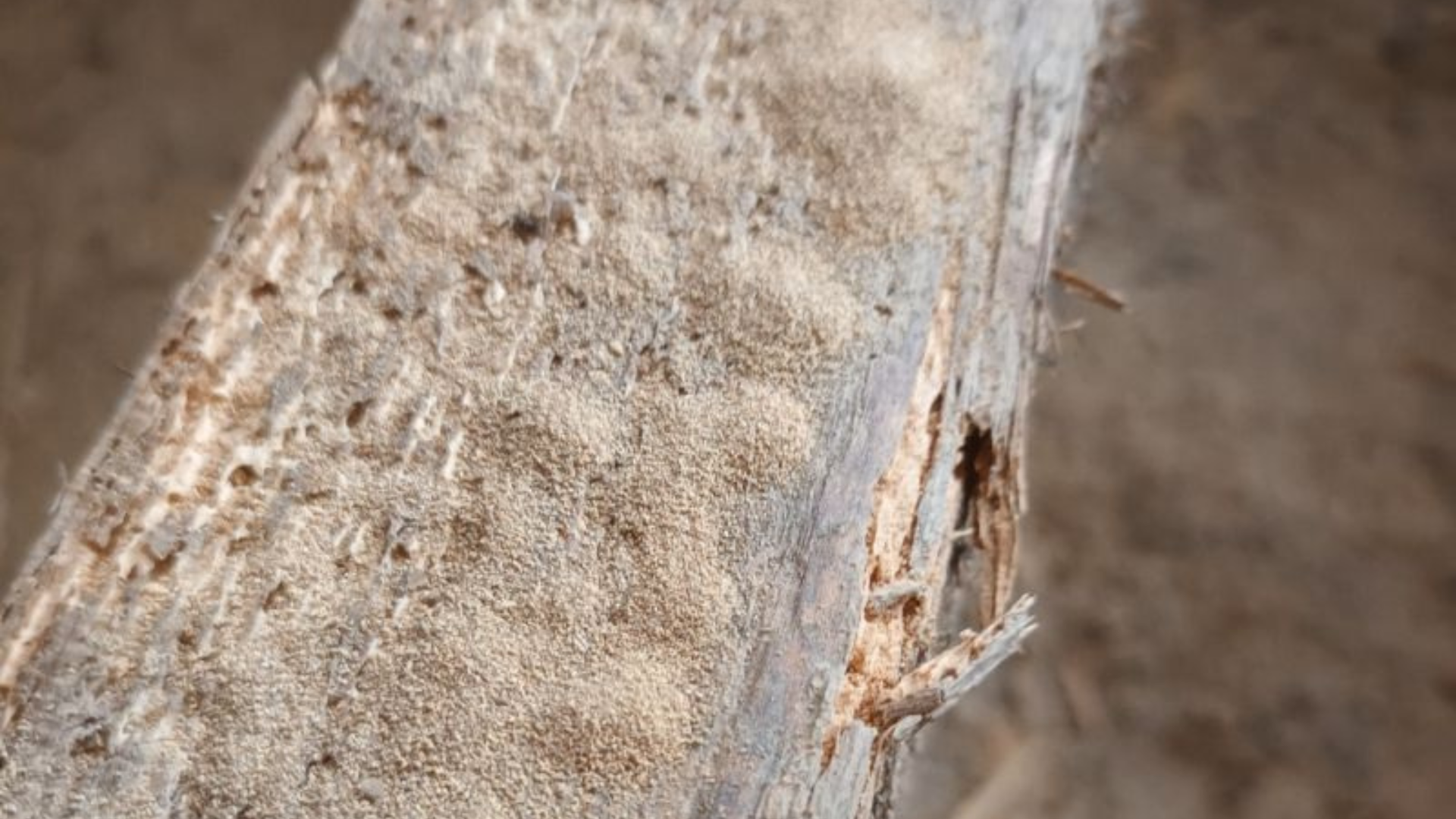 A floor joist affected by woodworm, showing tell-tale signs of bore holes and wood dust