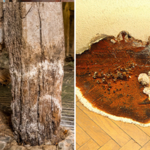 Photos of wet rot and dry rot next to each other. Wet rot shows white powdery lines, and dry rot shows a flat fungal growth, orange in colour
