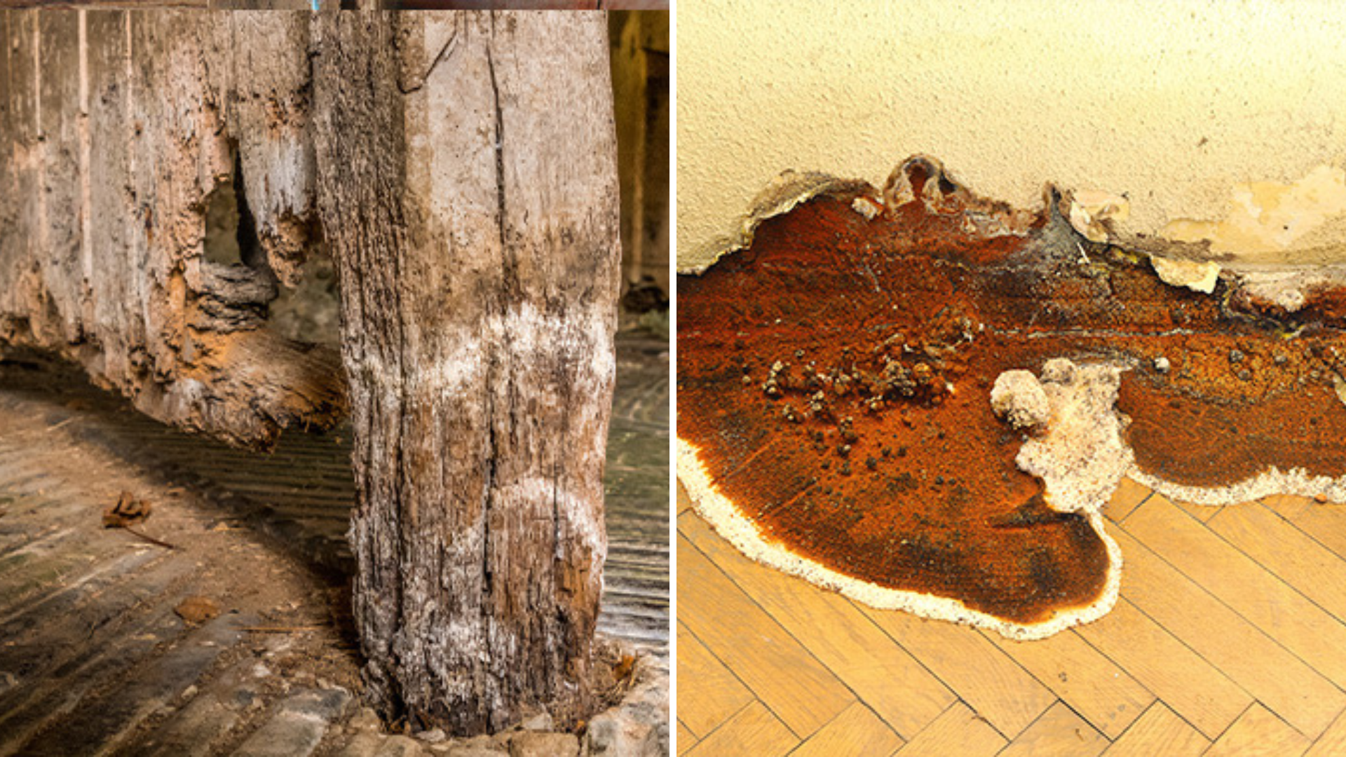 Photos of wet rot and dry rot next to each other. Wet rot shows white powdery lines, and dry rot shows a flat fungal growth, orange in colour