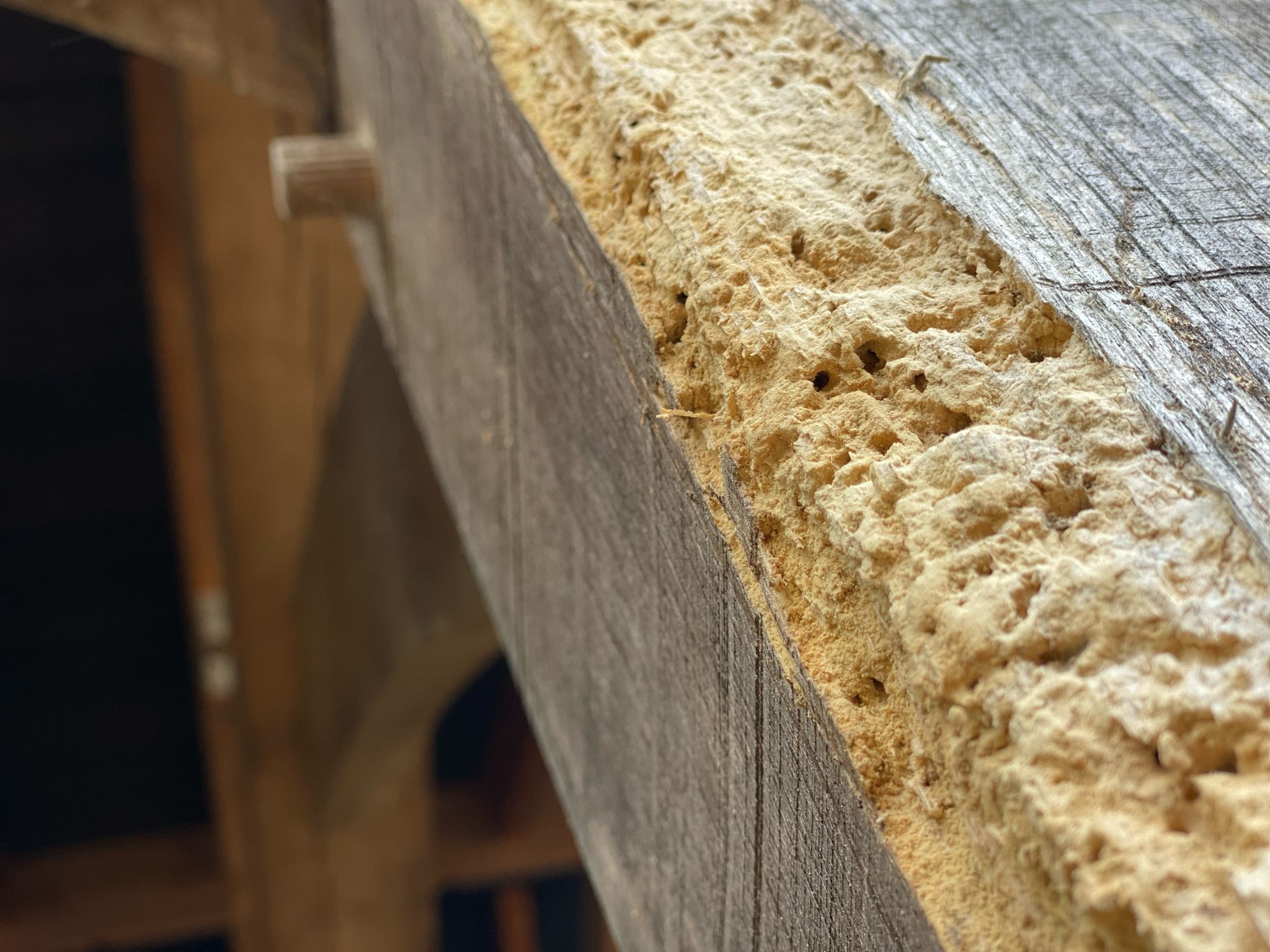 Woodworm dust, called frass, on timber