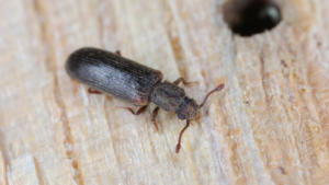 The black beetle commonly known as woodworm - the common furniture beetle