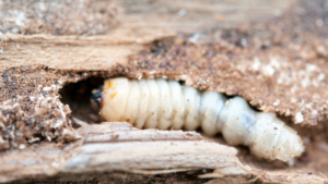 A common furniture beetle larva, burrowing through wood