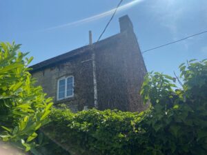 Heavy plant growth reaching the guttering