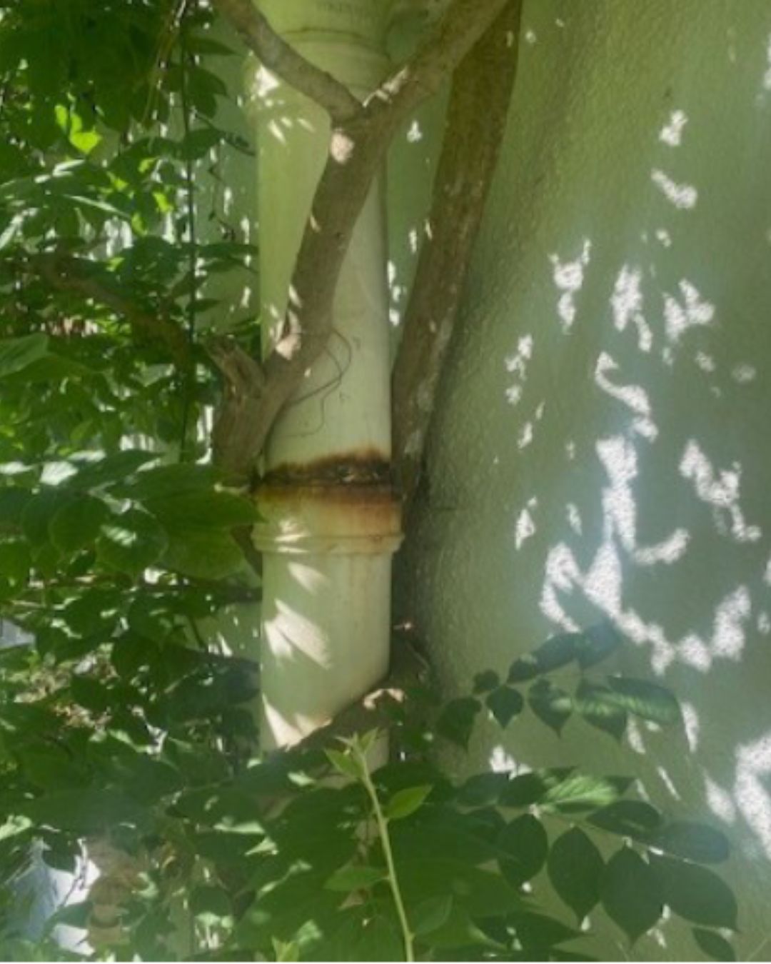 Defective outdoor plumbing, surrounded by tall plants