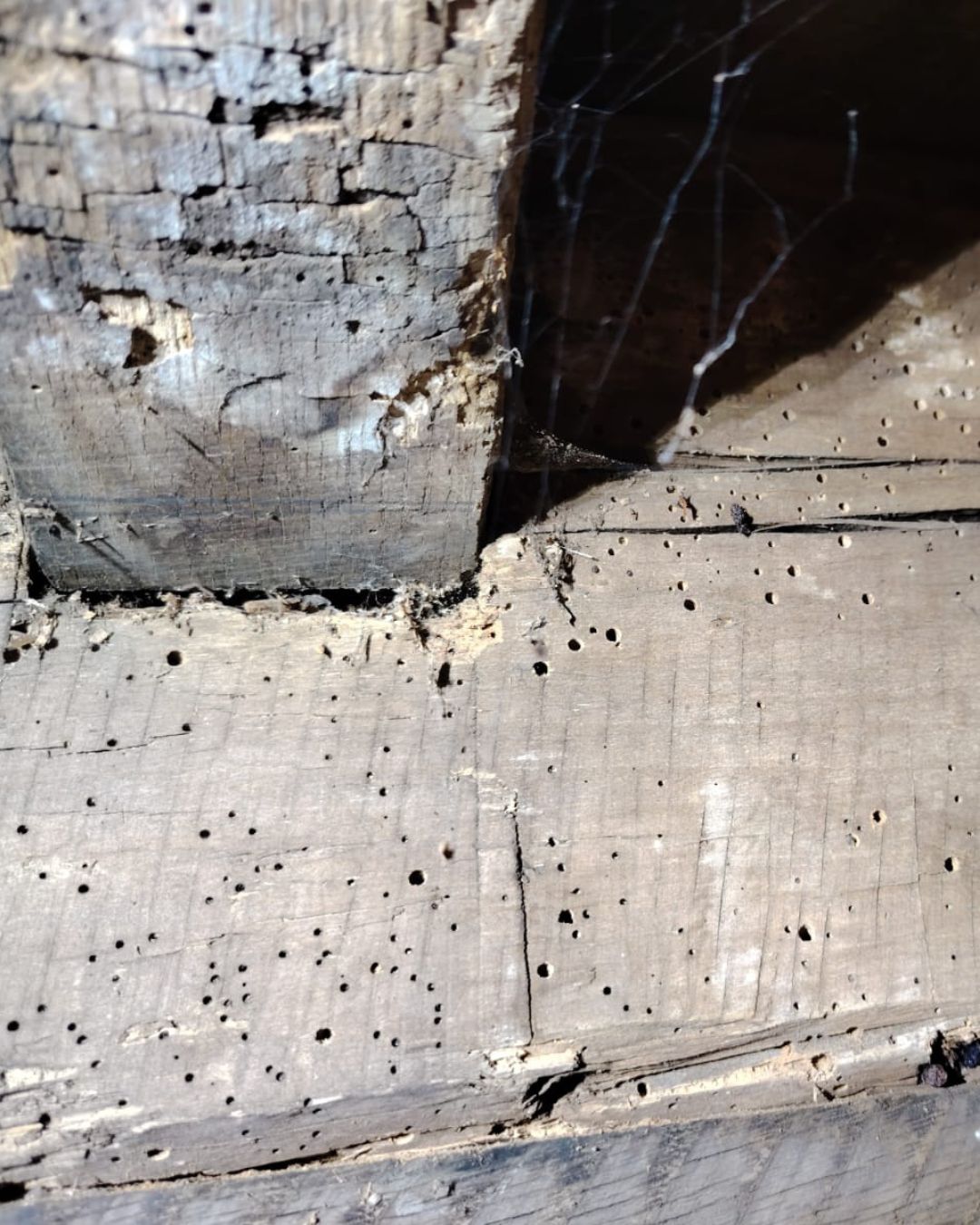 Woodworm holes in the timber beams of a house