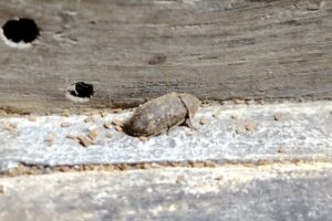 An adult deathwatch beetle as an example of woodworm.