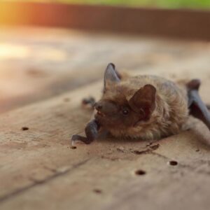 A Common Pipistrelle bat on a wooden beam that is showing signs of woodworm